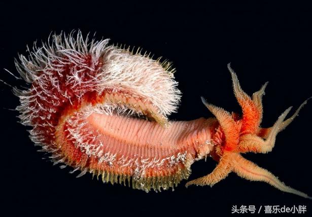 世界上十大最怪异的海洋生物,十种奇特的海洋生物