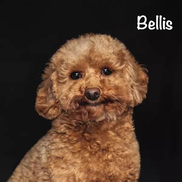 马来西亚槟城旅游住宿,马来西亚槟城酒店住宿