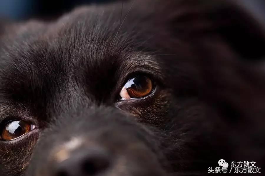 那些感人的小狗的一生,从狗肉馆里死里逃生的小狗