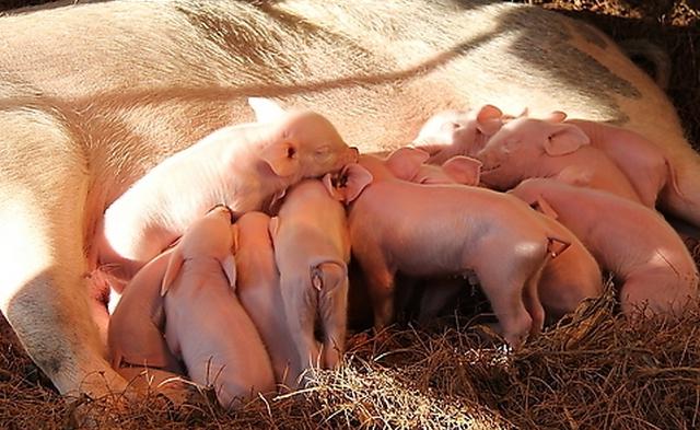 母猪不喂小猪有哪几种原因,母猪不产奶