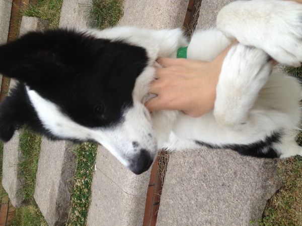 边牧这种狗到底有多聪明,边牧的智商真的有6-8岁那么高吗