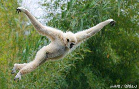 为什么九阴不如九阳,九阳真经为什么会出现