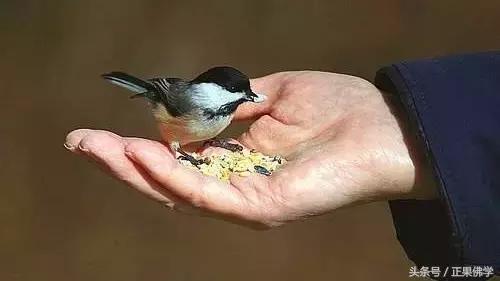 怎么请走苍蝇,怎么请人上门灭虫