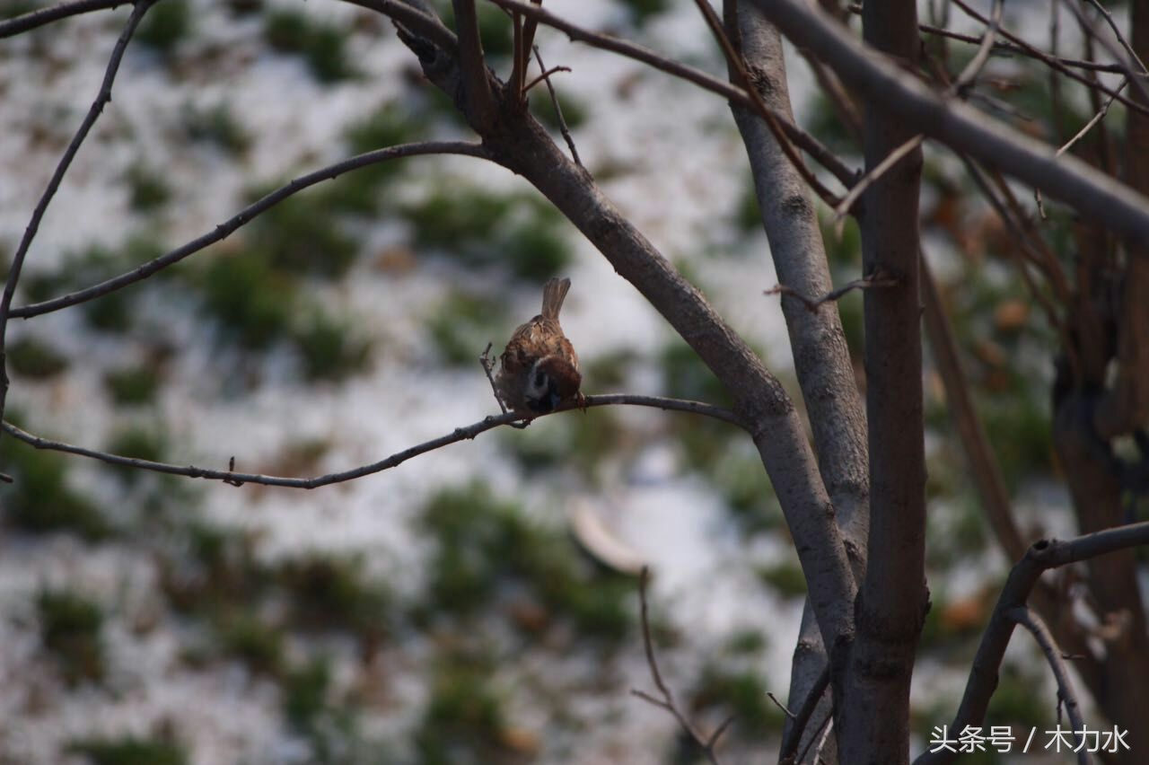 在我的老家，这种鸟十多年前就绝迹了，即使在别的地方，也不常见