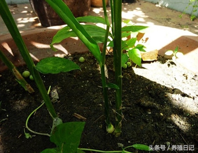 一个盆里能栽几棵君子兰,一个盆里能种两棵君子兰吗