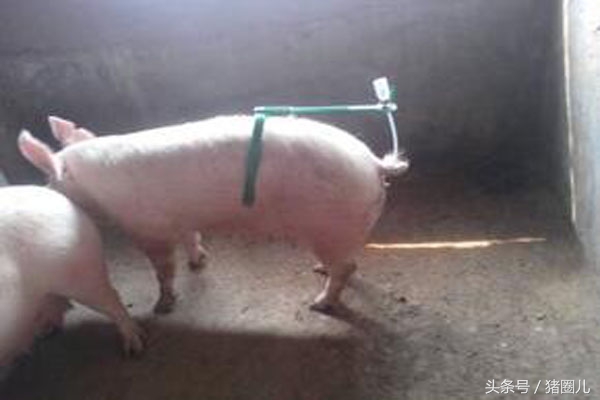 怎样给母猪输精产仔多,母猪输精时倒流的症状