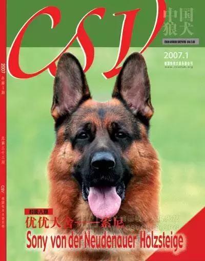 狗狗打比赛项目有哪些,狗狗比赛都有什么项目