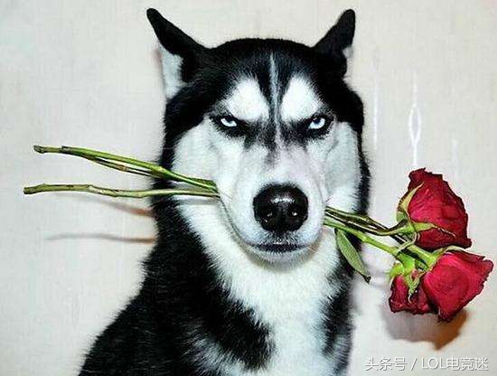 骚男七七婚纱照,骚男七七合影