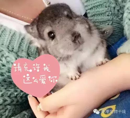 怎么帮龙猫梳毛结,用什么给龙猫梳毛