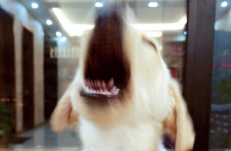 主人不小心踩到狗怎么办,踩到狗狗怎么判断它没事