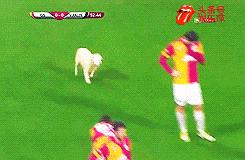 拉布拉多欧洲杯视频,欧洲杯拉布拉多