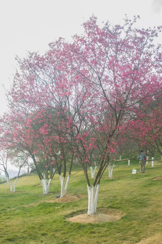 南宁适合春游前十个地方,南宁踏青去哪儿