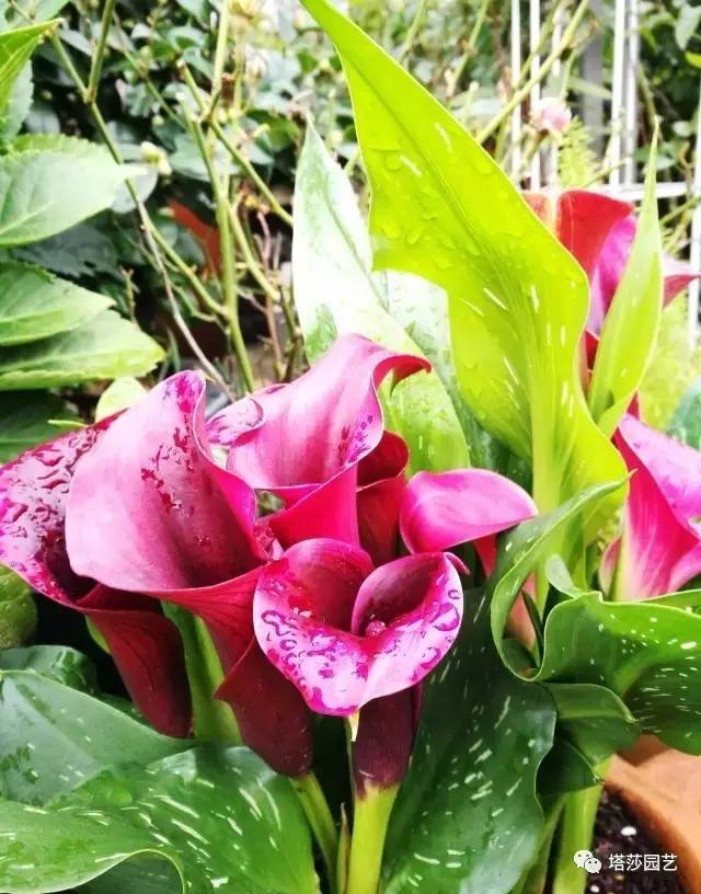 彩色马蹄莲的形态特征和养殖,白色马蹄莲和彩色马蹄莲一样吗