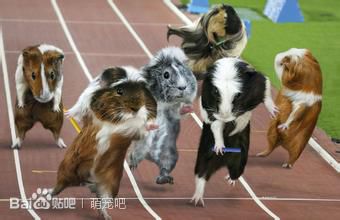 荷兰猪喂养方法和注意事项,荷兰猪的喂养方法