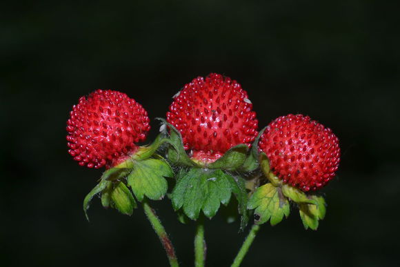 小时候想吃又不敢吃的蛇莓不仅无毒，反而有药用价值