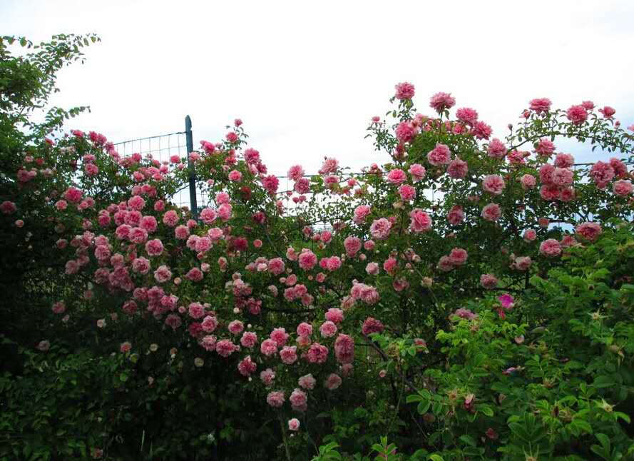 一个古老的品种——波旁藤本月季