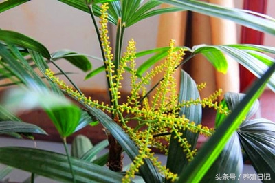 植物怎么养能活得久,适合家庭养的十大植物