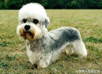 可爱呆萌狗狗资料,狗狗15种寄生虫病详细资料图