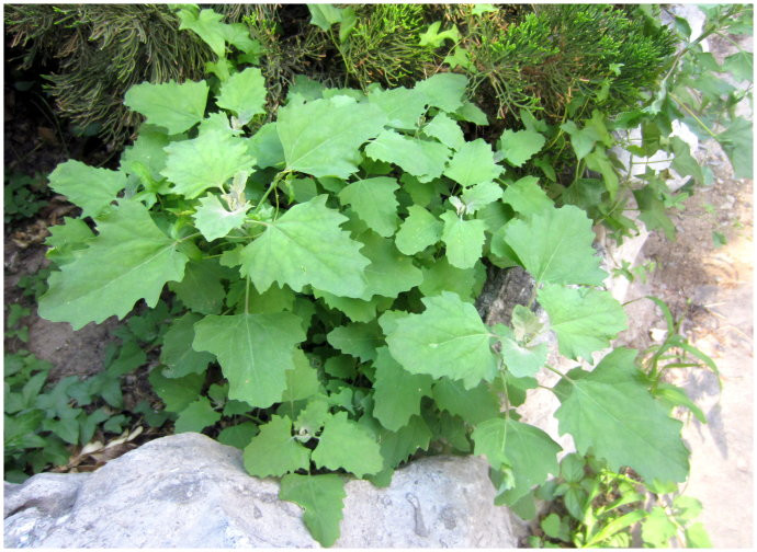 运城美食野菜,运城田间美食推荐