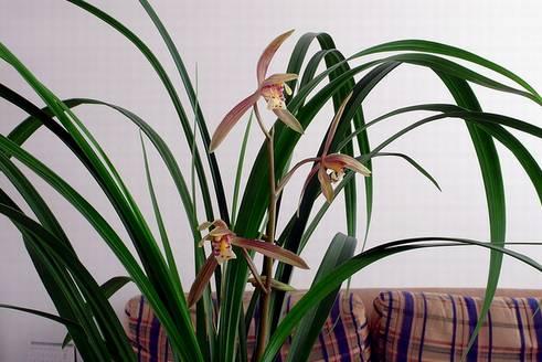 云南最贵的兰花品种有几种,云南兰花名贵品种图片介绍