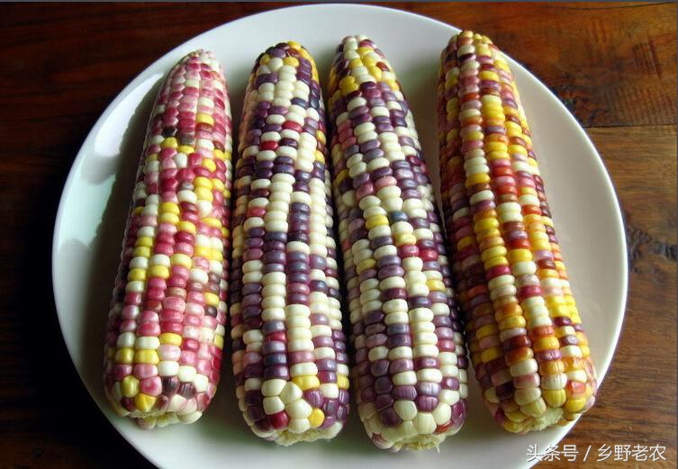 价格便宜又高产玉米种,转基因玉米和非转基因玉米哪个好