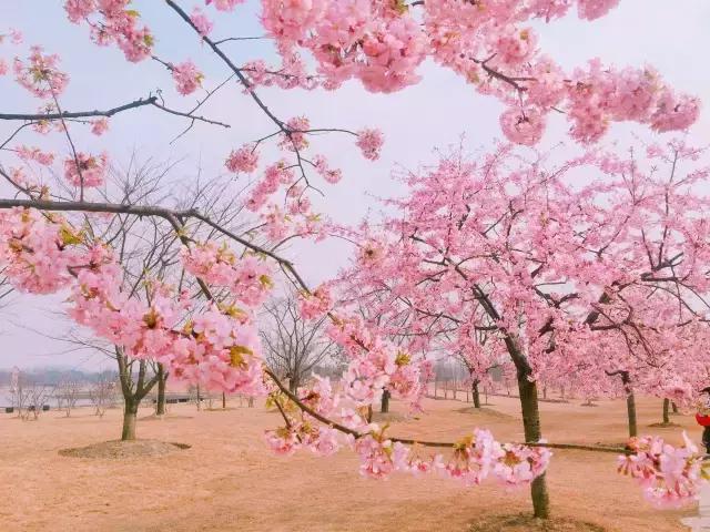 初春の樱花季|春风十里,我在辰山树下等你~