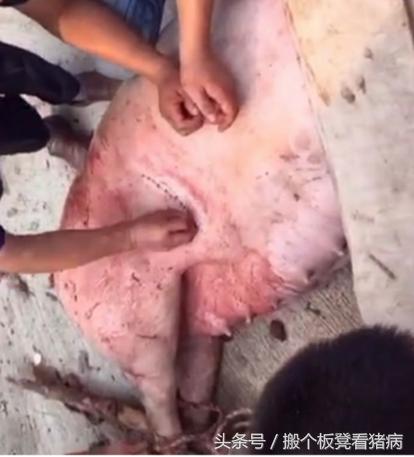 驾驭猪病—养猪人1分钟了解剖腹产，高难度手术不再陌生