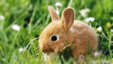 出门遛猫注意事项,外出遛猫有哪些注意事项