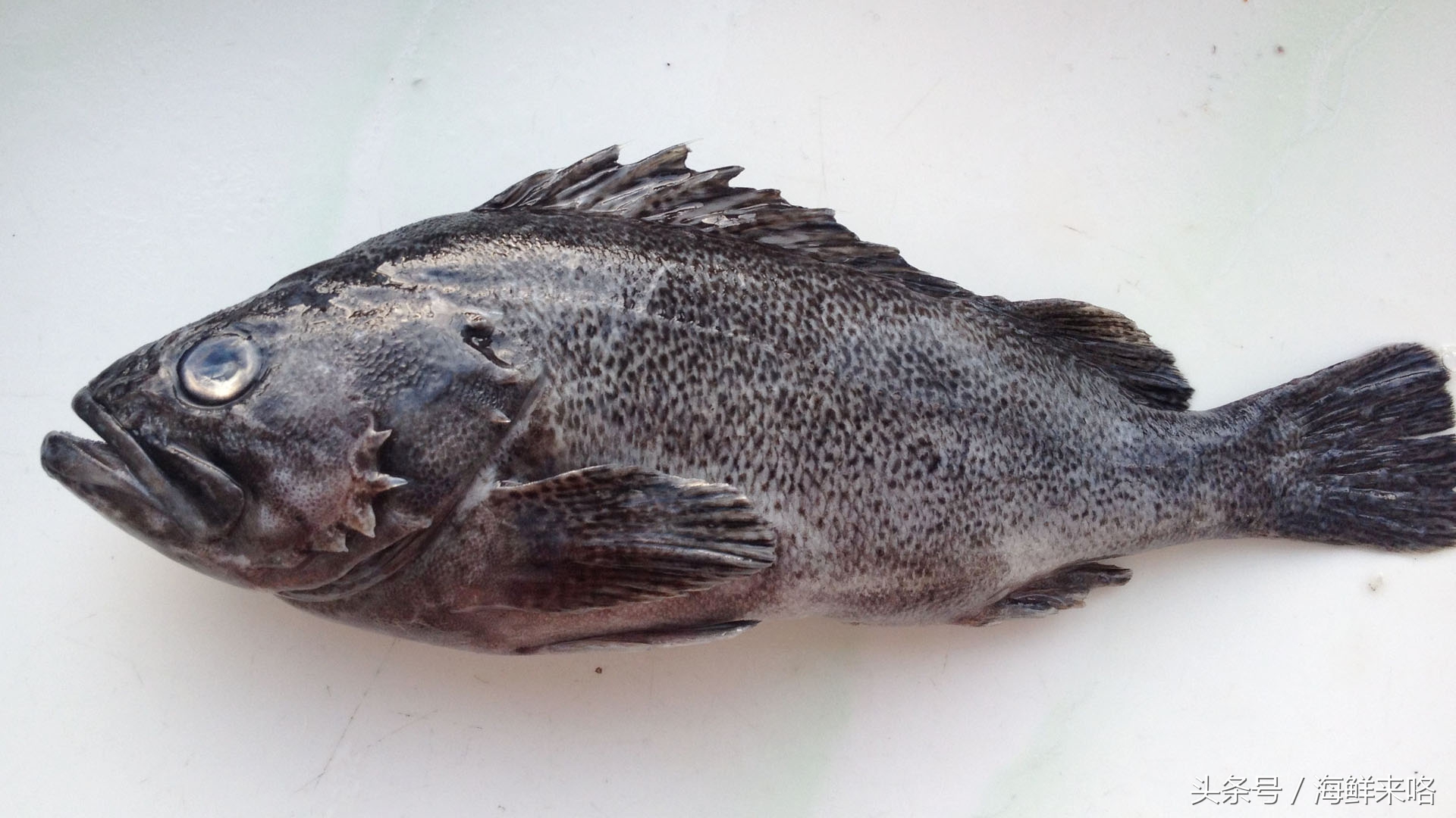 哪种海鱼吃着最简单,哪种海鱼喜欢吃肉
