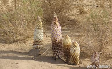 肉苁蓉啥功效,肉苁蓉的功效与作用和副作用