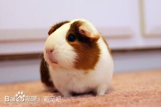 荷兰猪喂养方法和注意事项,荷兰猪的喂养方法