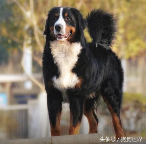 可爱呆萌狗狗资料,狗狗15种寄生虫病详细资料图