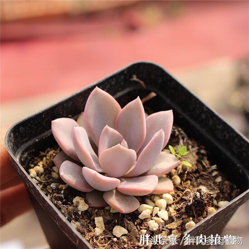 多肉怎么挑选才是正宗的,在网上该如何挑选多肉