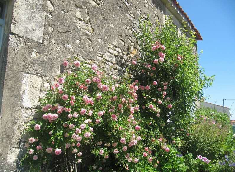 一个古老的品种——波旁藤本月季