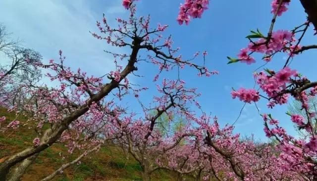 春风十里，不如吃你～周末去户县晒太阳最不该错过这几家美味