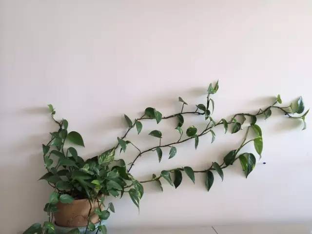 绿萝要怎么装饰才好看,如何将绿萝装饰得更高级