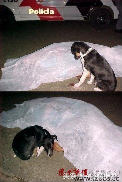 原来动物的世界里也有竞争,动物世界竞争关系