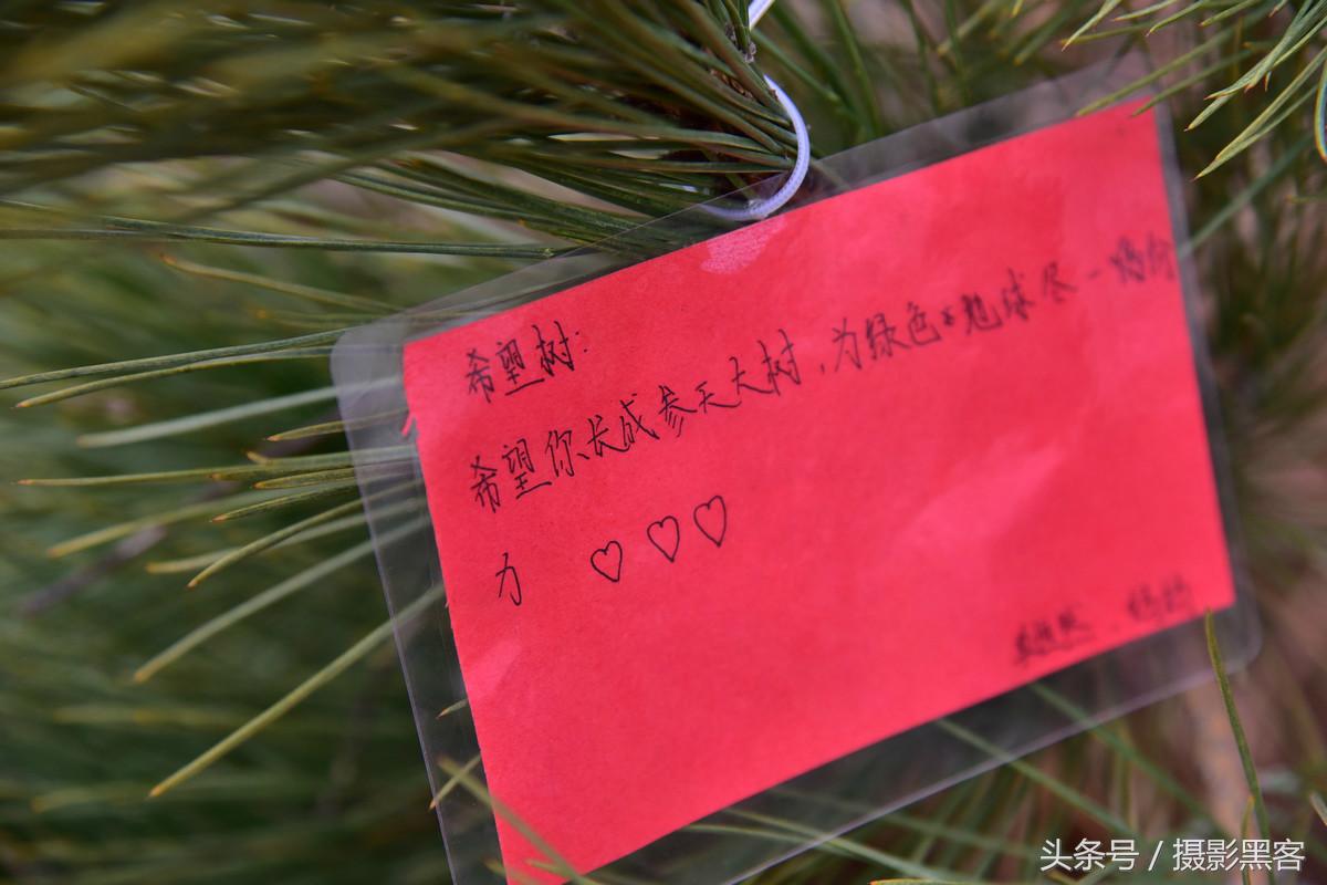 义务植树与创建森林城市,共建文明城市小学生