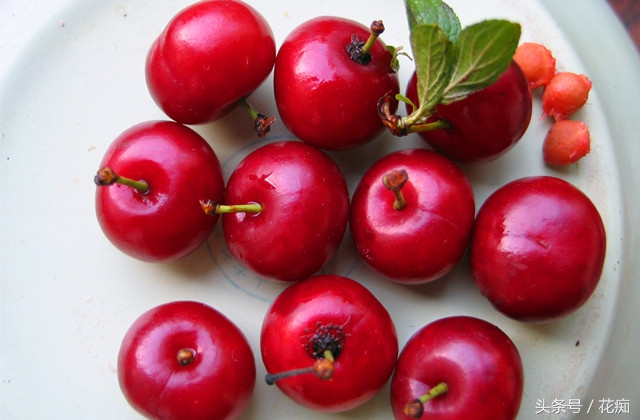 野生的欧李在家里头怎样养,野生欧李栽种