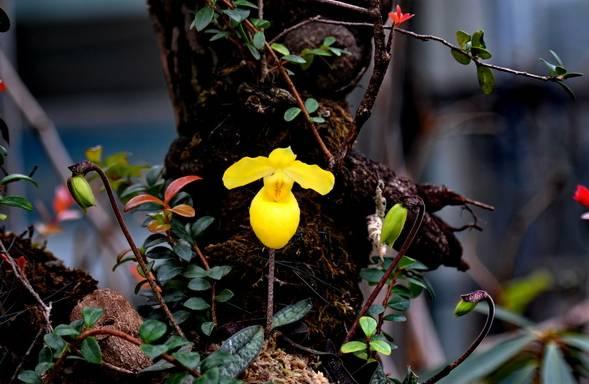 云南兰花名贵品种图片介绍,云南兰花老品种有哪些图片