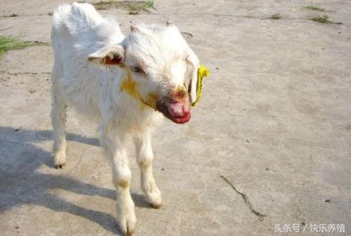 小羊嘴巴烂了该用什么药,小羊烂嘴病的治疗方法