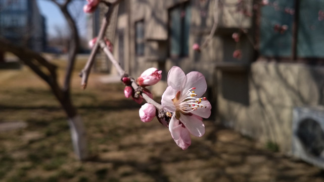 红米手机4高配和红米4x,小米4和红米4x选哪一个