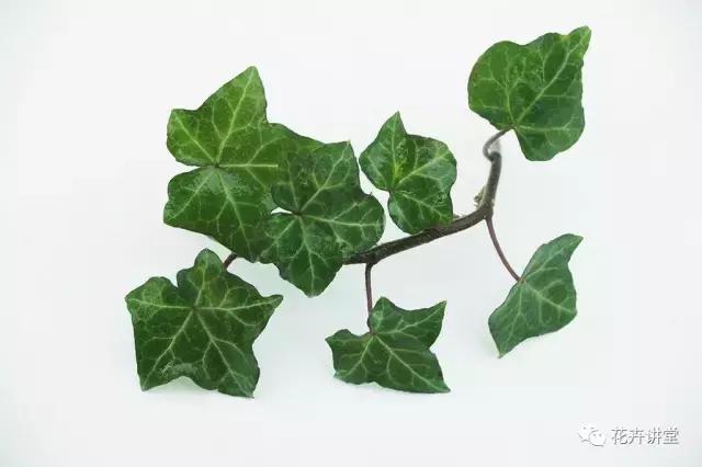 相似的花儿又来了，今天我们来认识它们