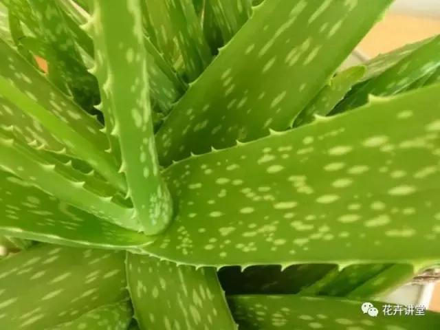 相似的花儿又来了,今天我们来认识它们