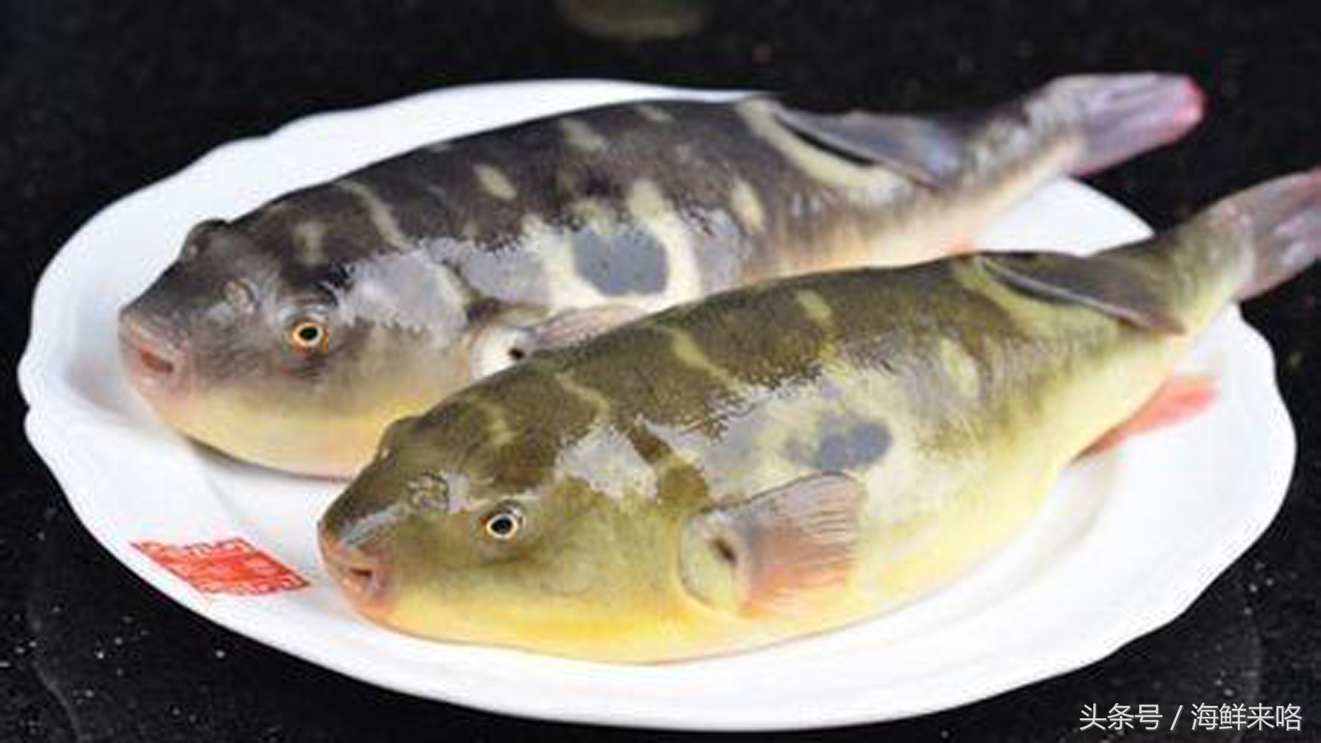 哪种海鱼吃着最简单,哪种海鱼喜欢吃肉