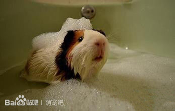 荷兰猪喂养方法和注意事项,荷兰猪的喂养方法