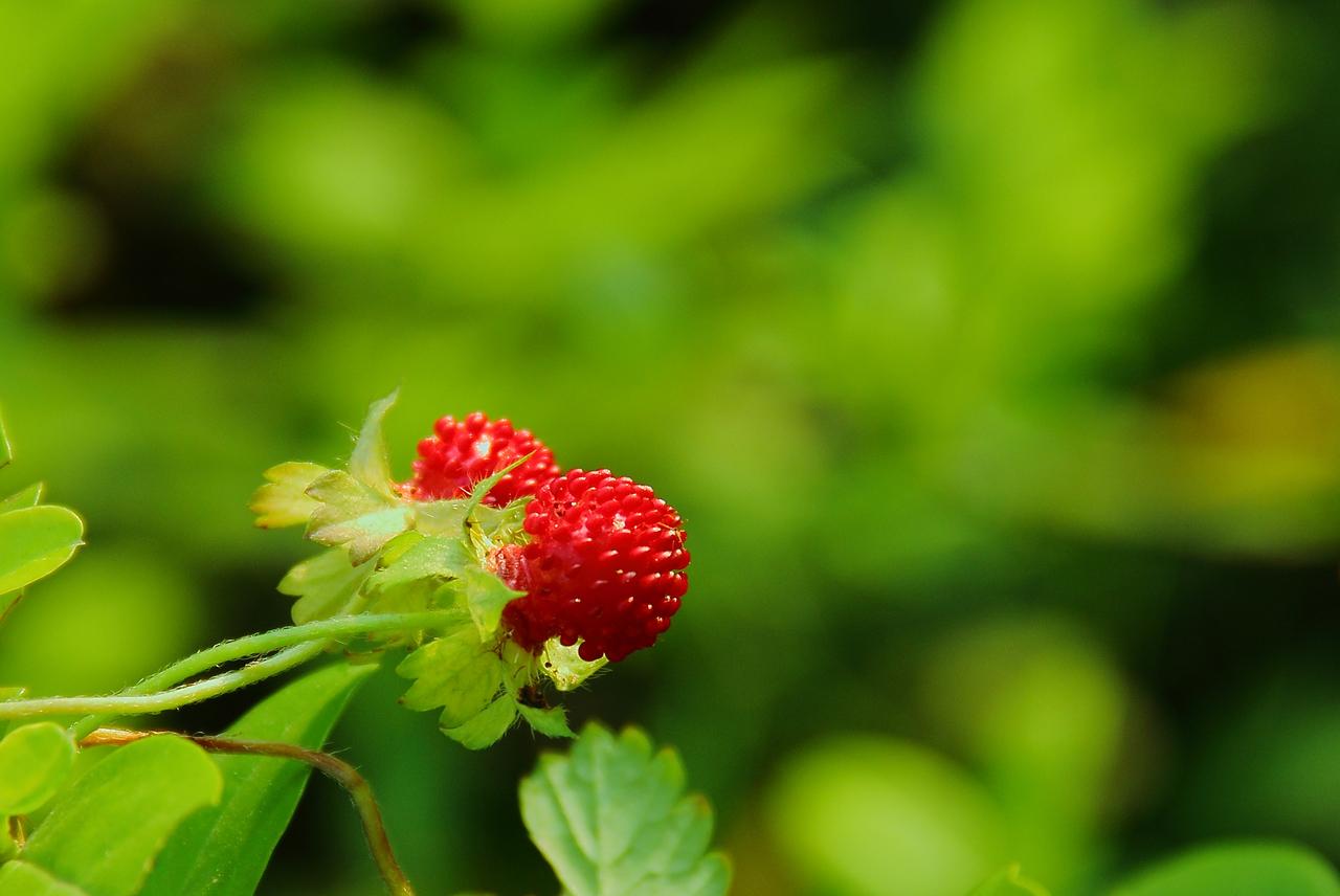 《本草》植物志之蛇莓蛇含：与蛇为伍，却不蛇心蛇貌