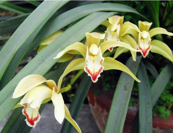 云南兰花名贵品种图片介绍,云南兰花老品种有哪些图片
