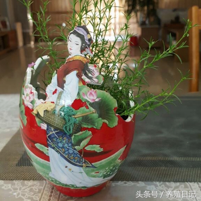 用酒瓶子做花盆图片大全,自制酒瓶花盆图片大全