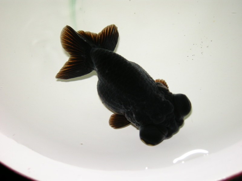 最好养的五种金鱼品种有哪些,金鱼什么品种又大又好看又养不死